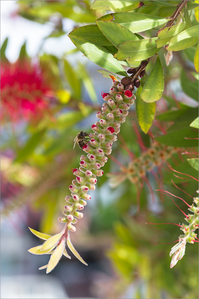 Image of Callistemon citrinus specimen.