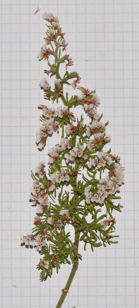 Image of Limonium papillatum specimen.