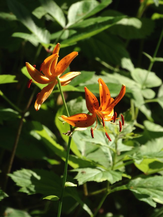 Image of Lilium distichum specimen.