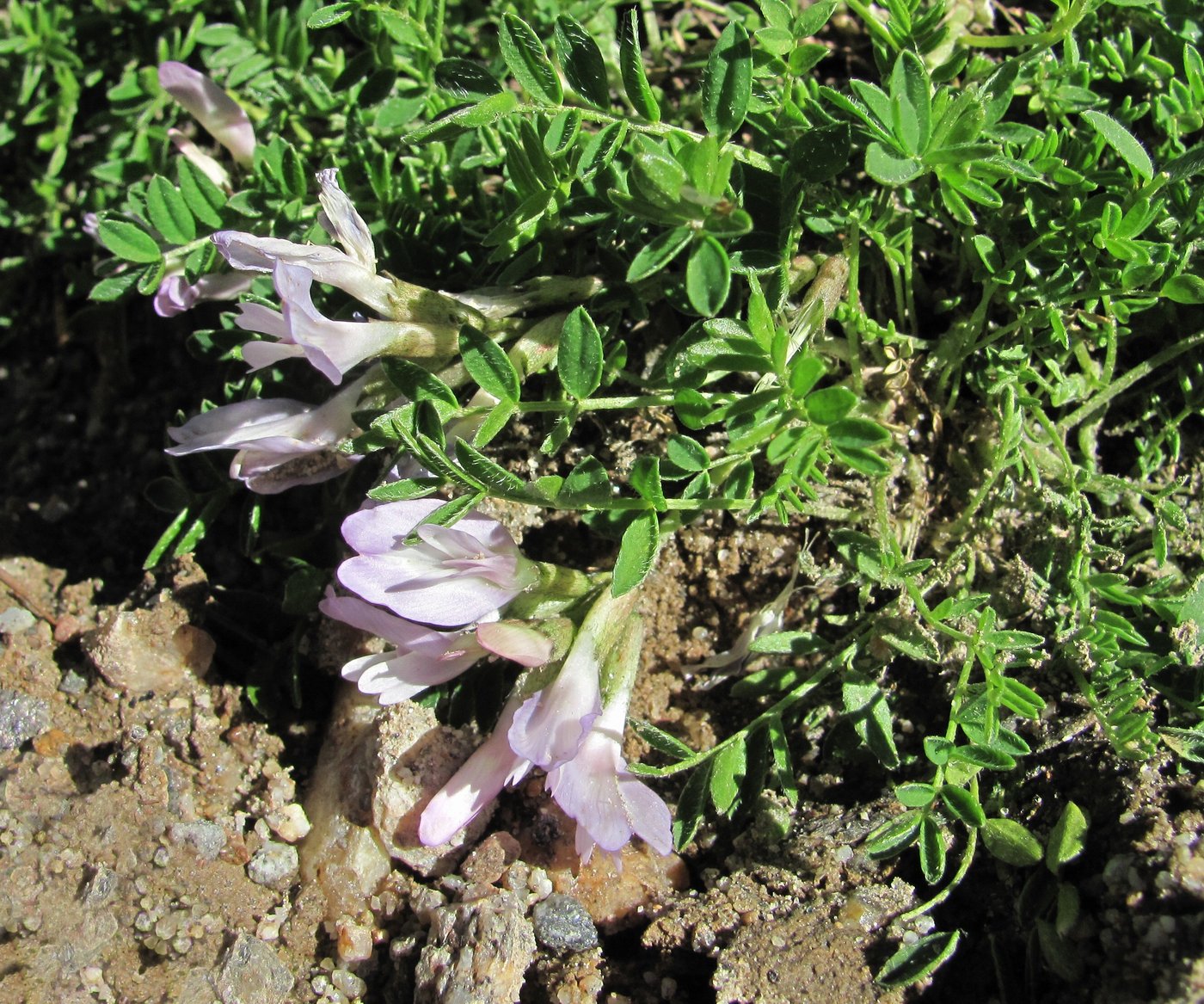 Изображение особи Astragalus levieri.