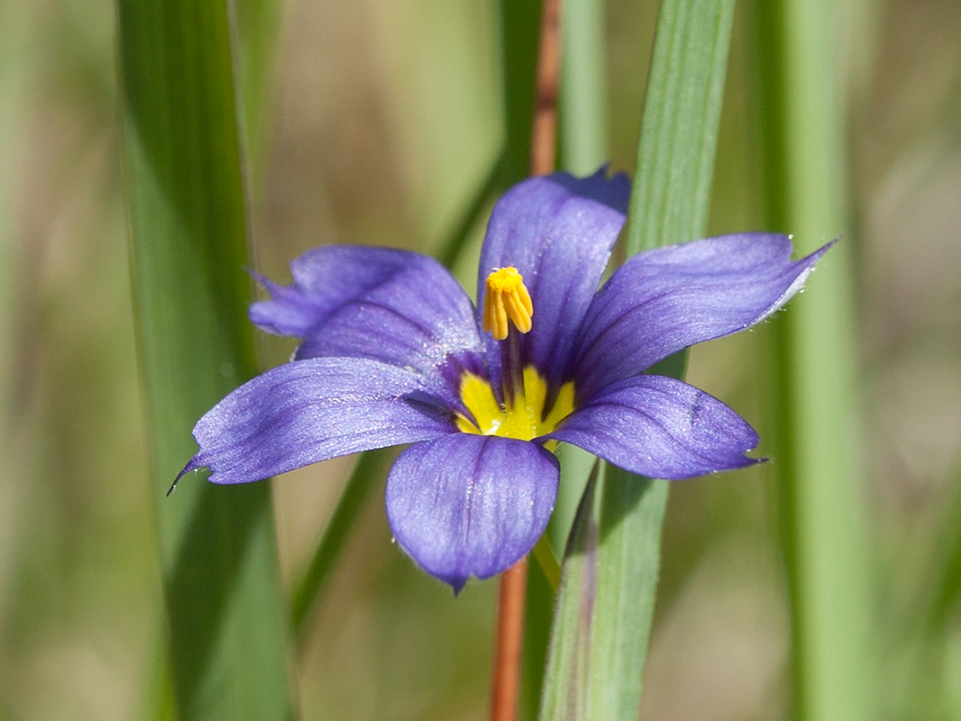 Image of Sisyrinchium septentrionale specimen.