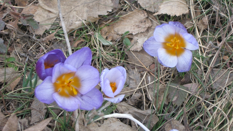 Изображение особи Crocus tauricus.