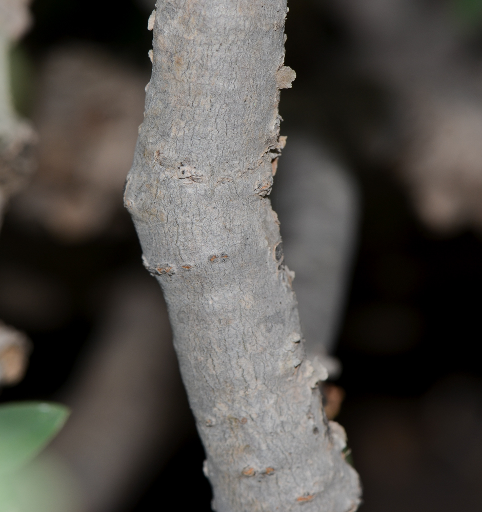 Image of Euphorbia balsamifera specimen.