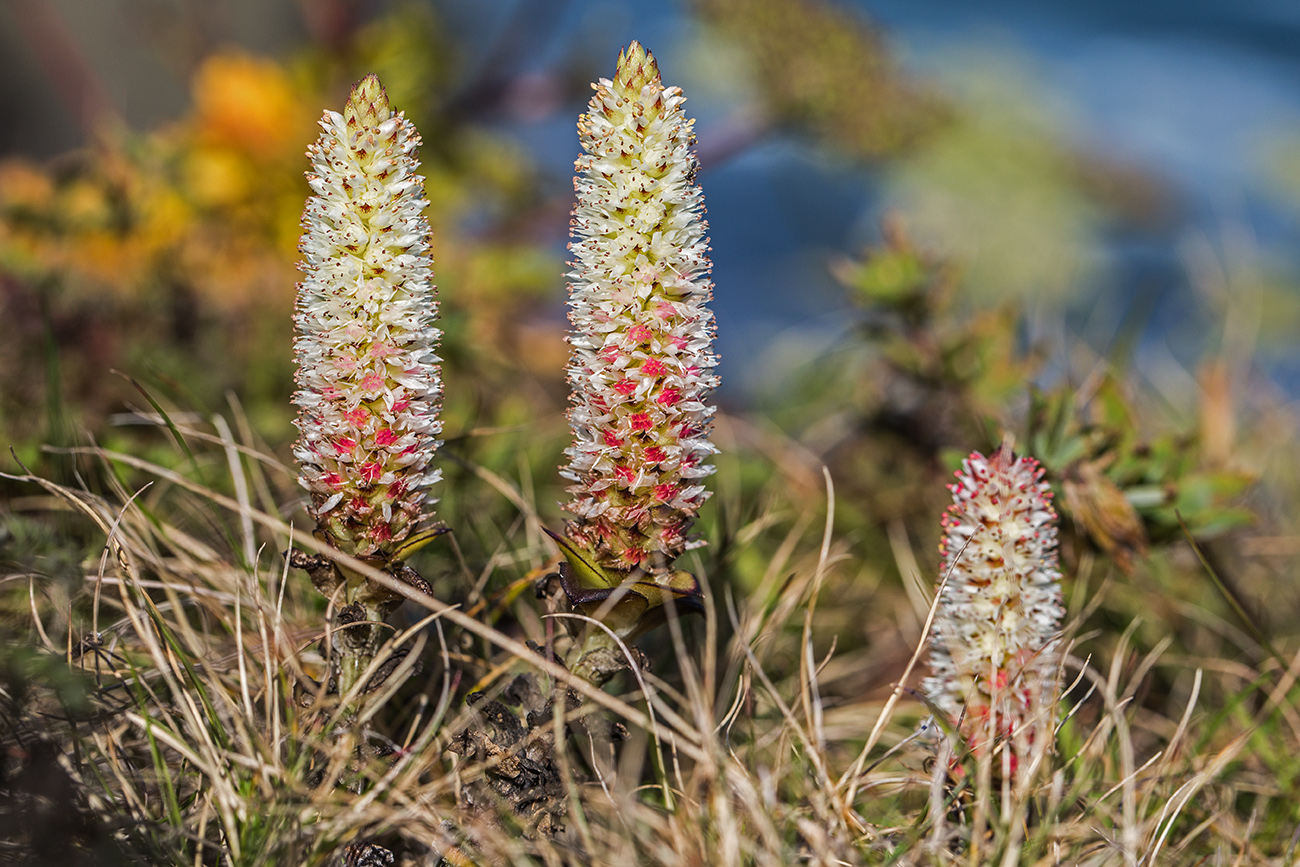 Изображение особи Orostachys maximowiczii.