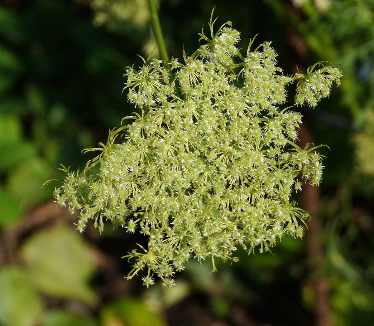 Image of Daucus sativus specimen.