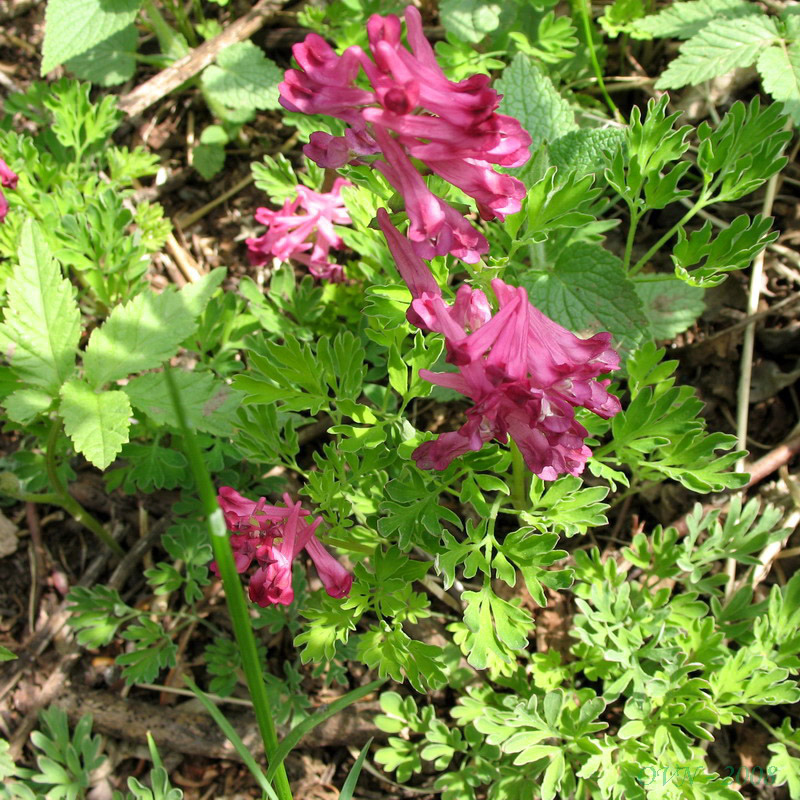 Изображение особи Corydalis buschii.