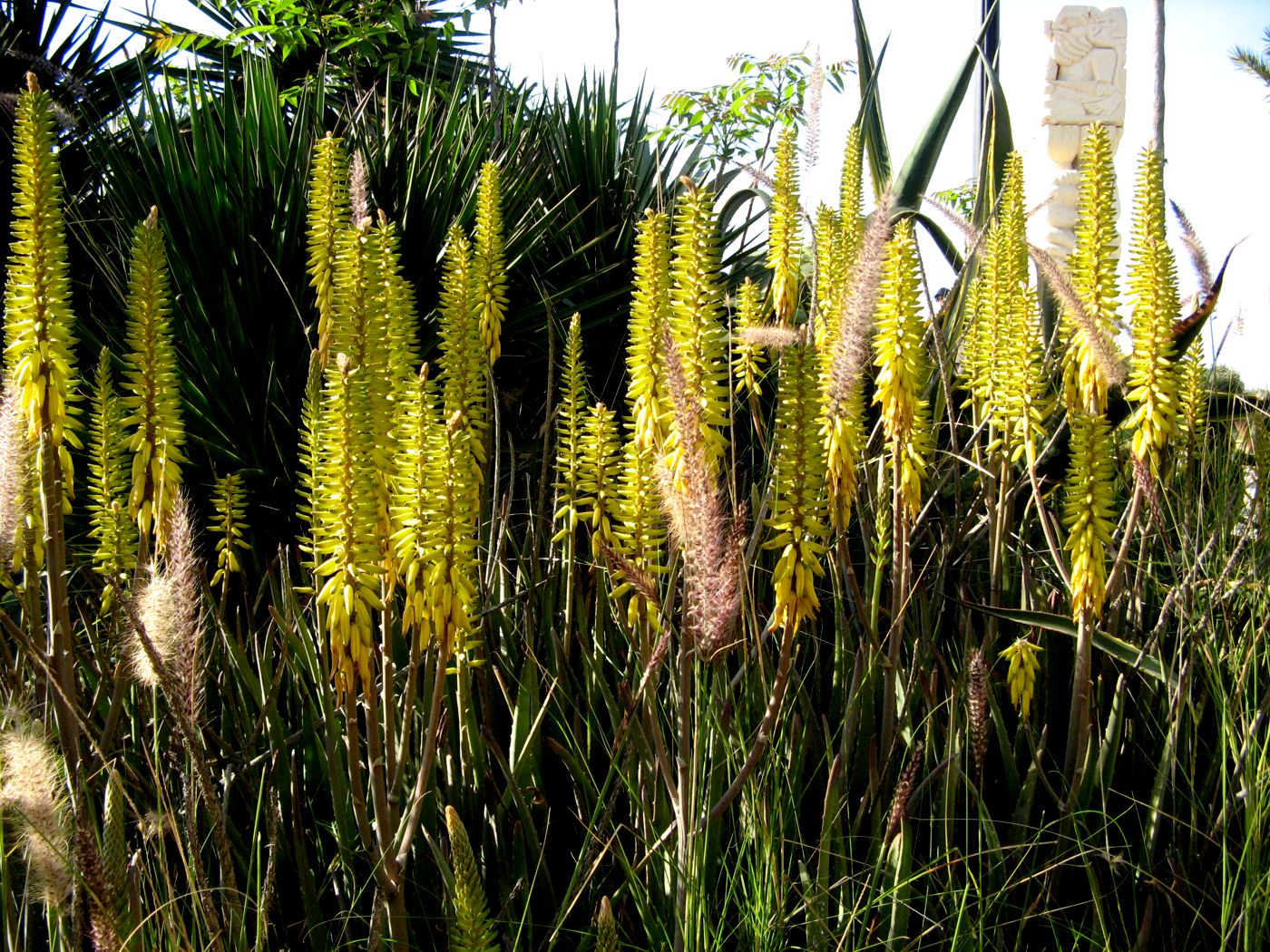 Image of Aloe vera specimen.