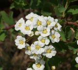 Spiraea trilobata. Распускающиеся цветки. Восточный Казахстан, г. Усть-Каменогорск, восточные окр., Лесхоз, южный склон сопки. 19.05.2015.