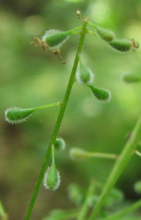 Image of Circaea alpina specimen.