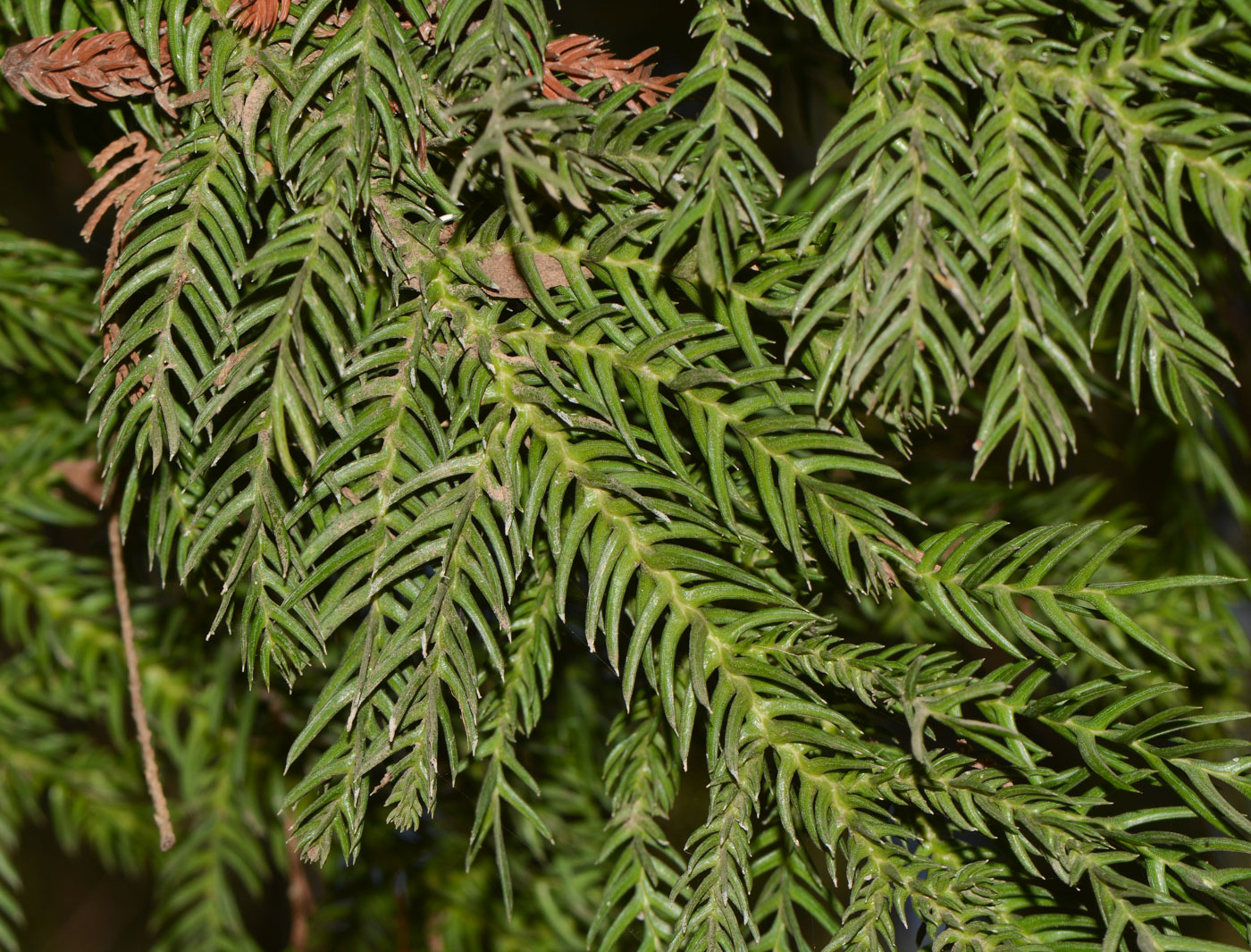 Image of Araucaria angustifolia specimen.