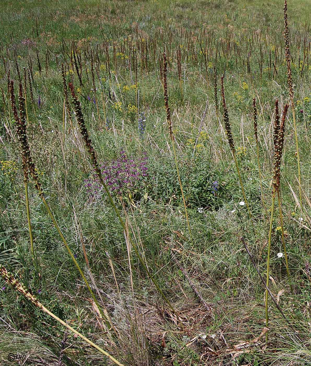 Image of Eremurus spectabilis specimen.