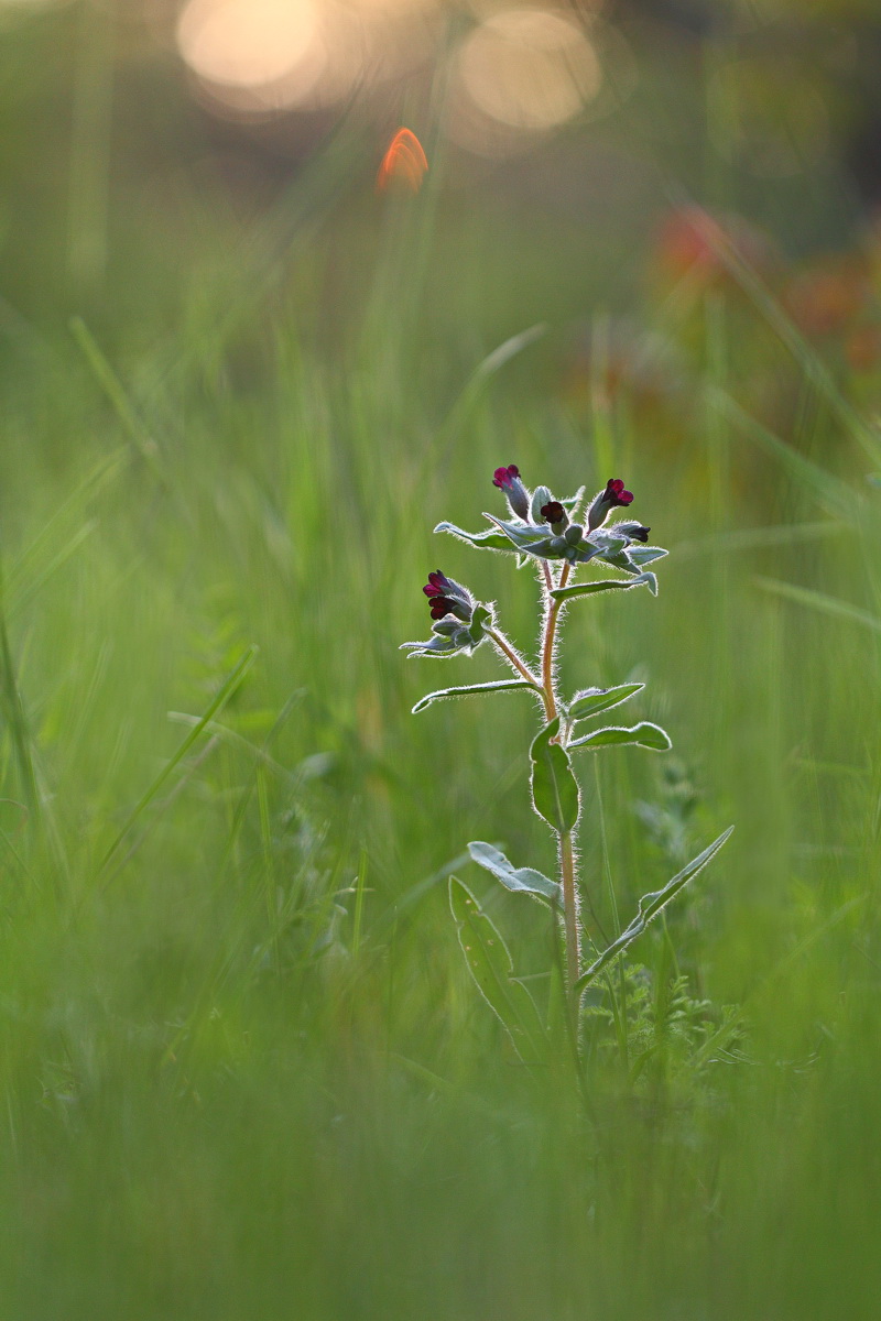 Image of Nonea rossica specimen.