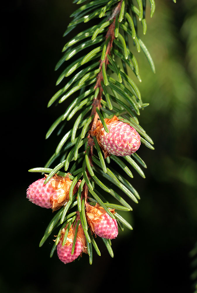 Изображение особи Picea abies.