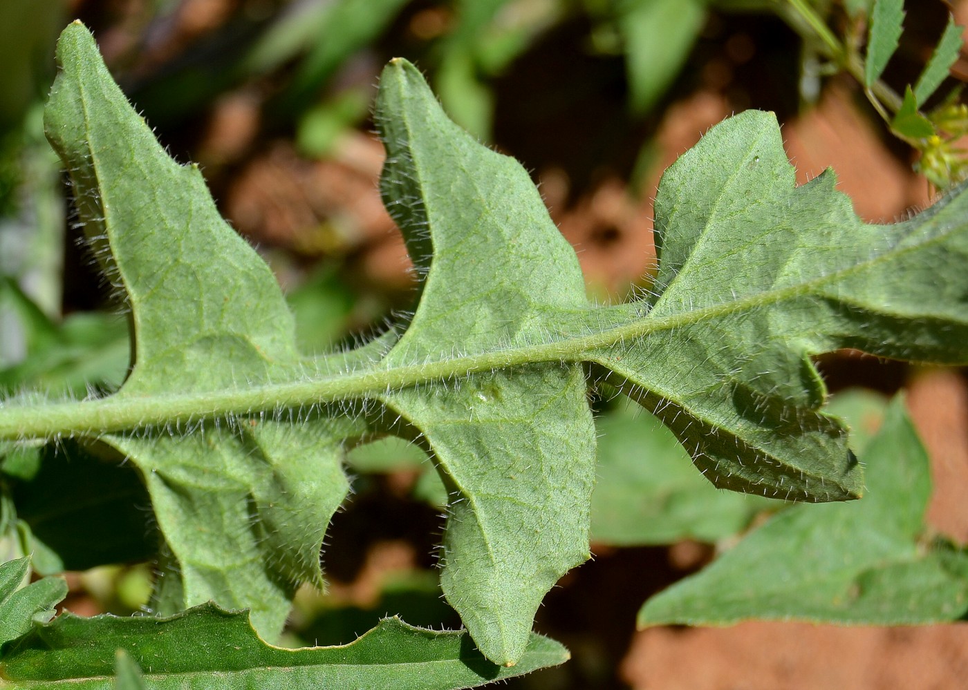 Image of Sisymbrium altissimum specimen.