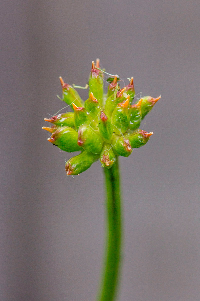 Image of Trollius asiaticus specimen.