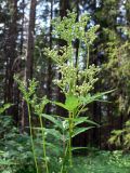 Filipendula ulmaria. Верхушка растения с соцветиями. Свердловская обл., окр. г. Североуральск, травяной лиственнично-еловый лес. 15.07.2009.