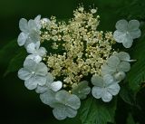 Viburnum opulus. Соцветие с цветками и бутонами. Московская обл., Раменский р-н, окр. дер. Хрипань, садовый участок. 19.06.2017.