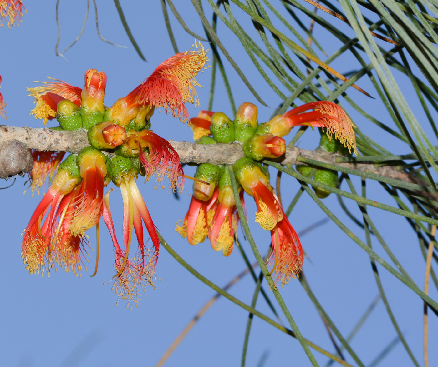 Image of Calothamnus gilesii specimen.