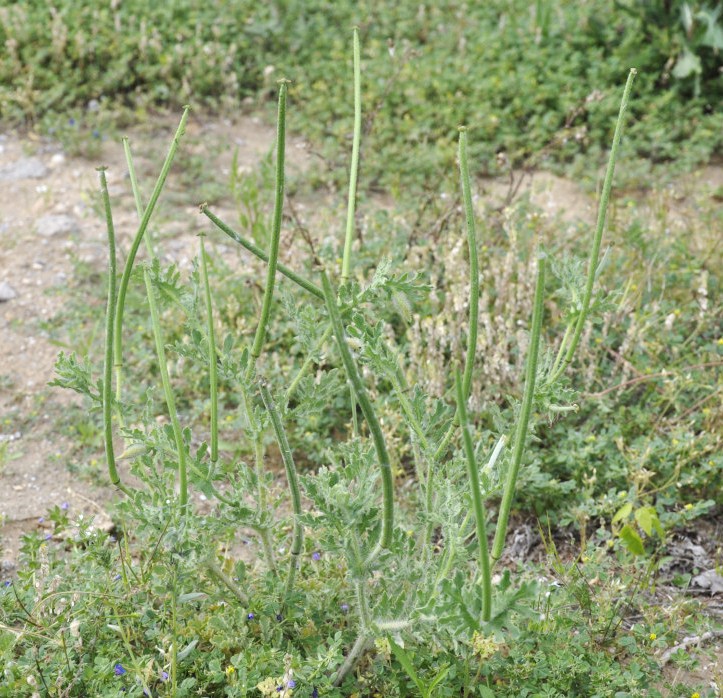 Image of Glaucium corniculatum specimen.