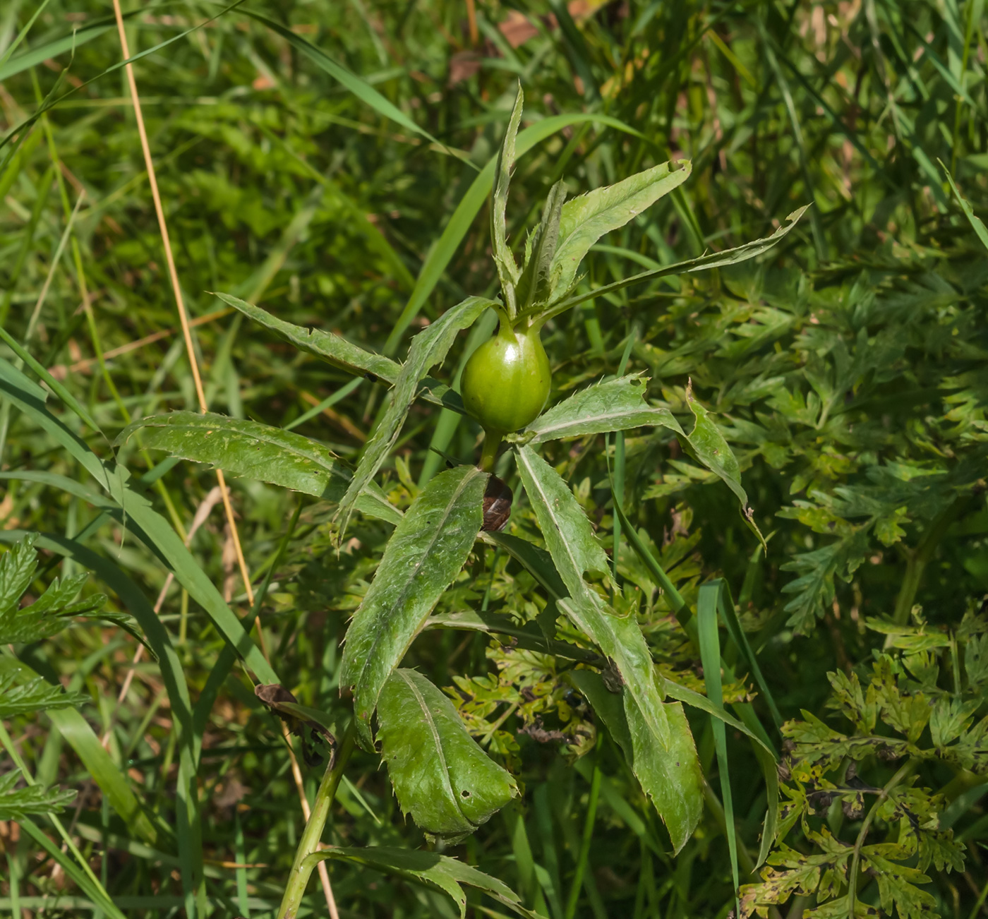 Image of Cirsium setosum specimen.