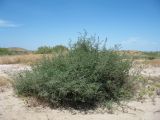 Suaeda microphylla. Цветущее растение. Казахстан, окр. ю-з. угла оз. Балхаш, солончаковая прибрежная пустыня. 24 мая 2017 г.