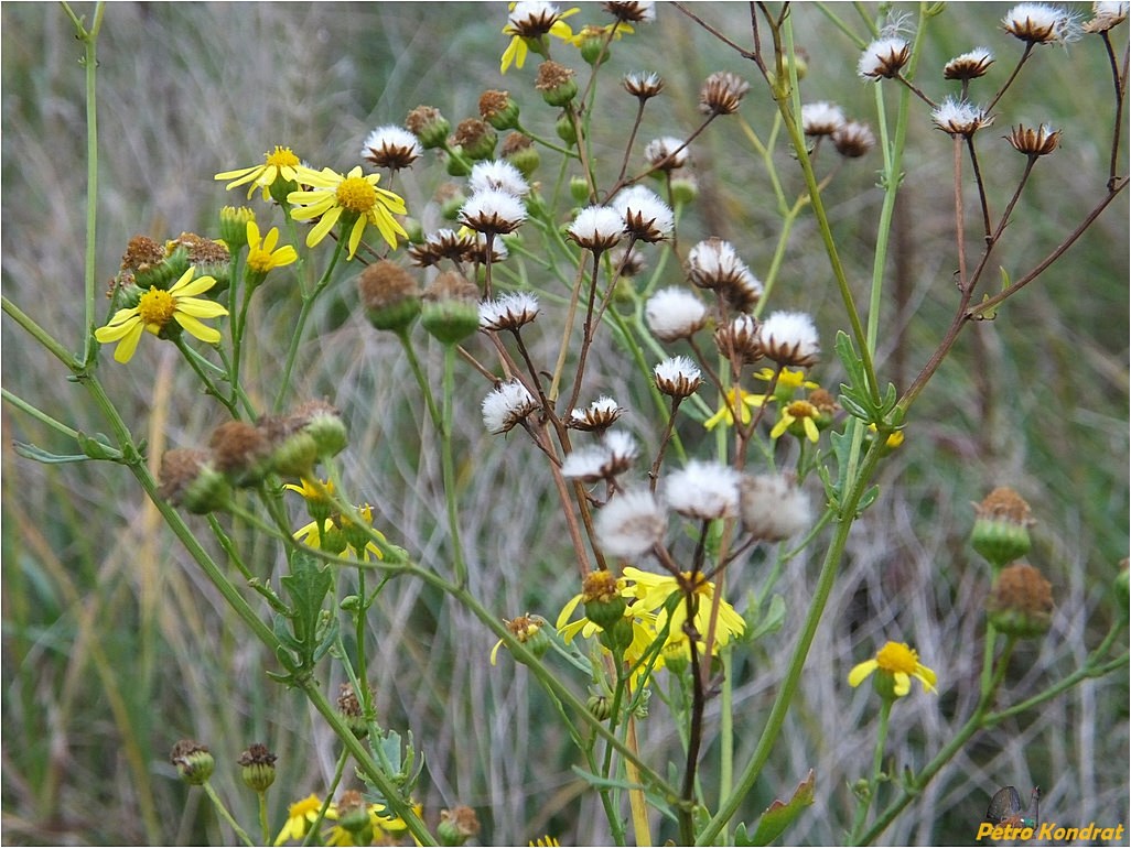 Изображение особи Senecio jacobaea.