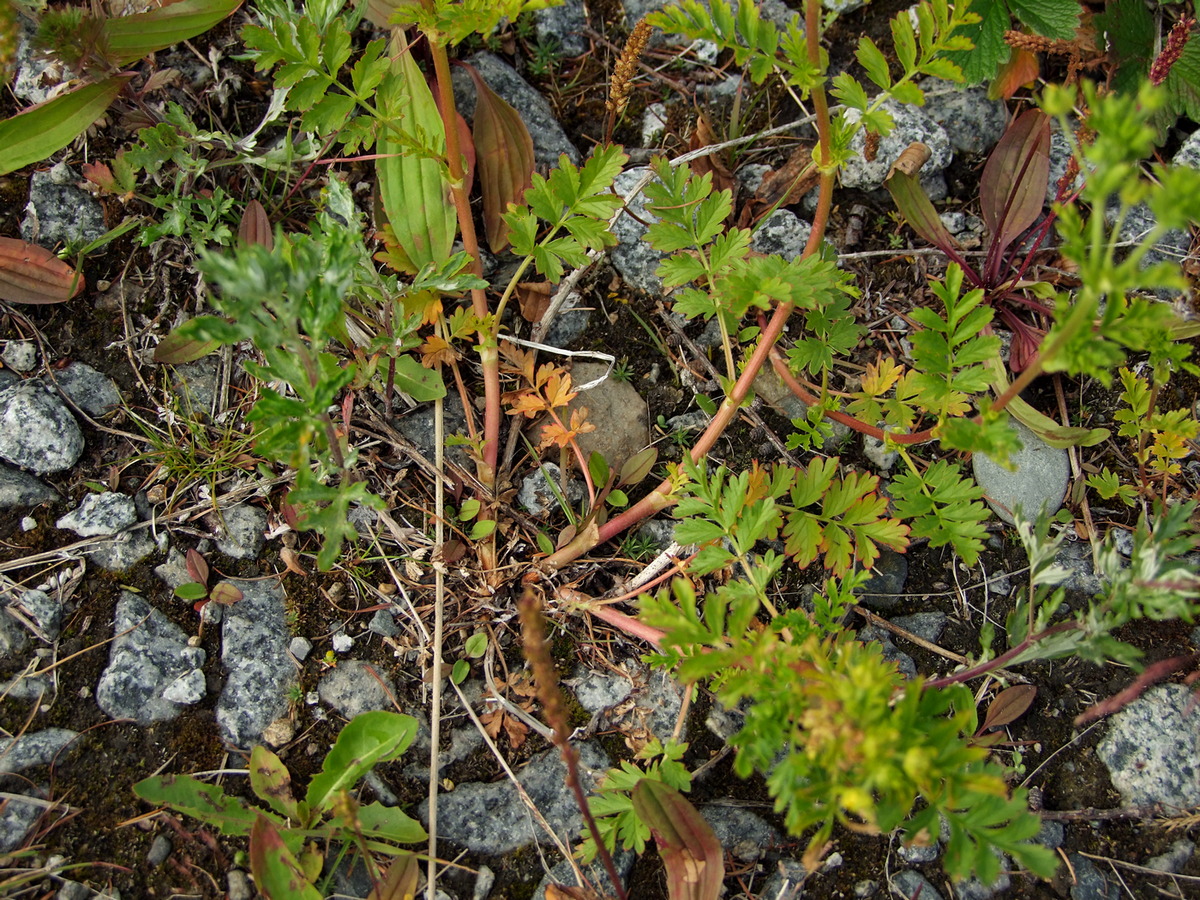 Изображение особи Potentilla supina ssp. paradoxa.