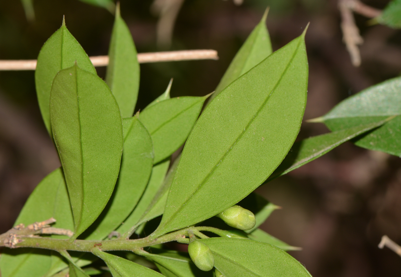 Изображение особи Bonellia macrocarpa.