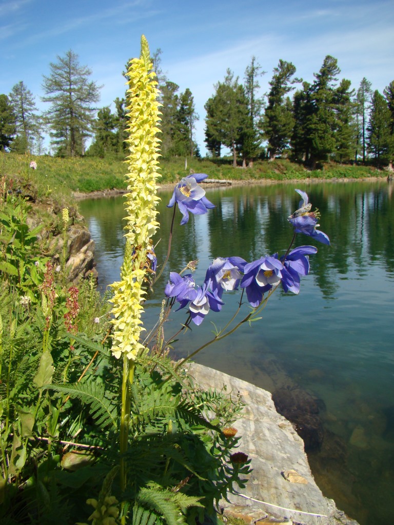 Image of Pedicularis proboscidea specimen.