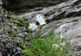 Dianthus acicularis