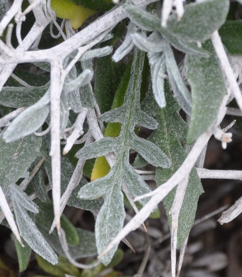 Image of Centaurea spinosa specimen.