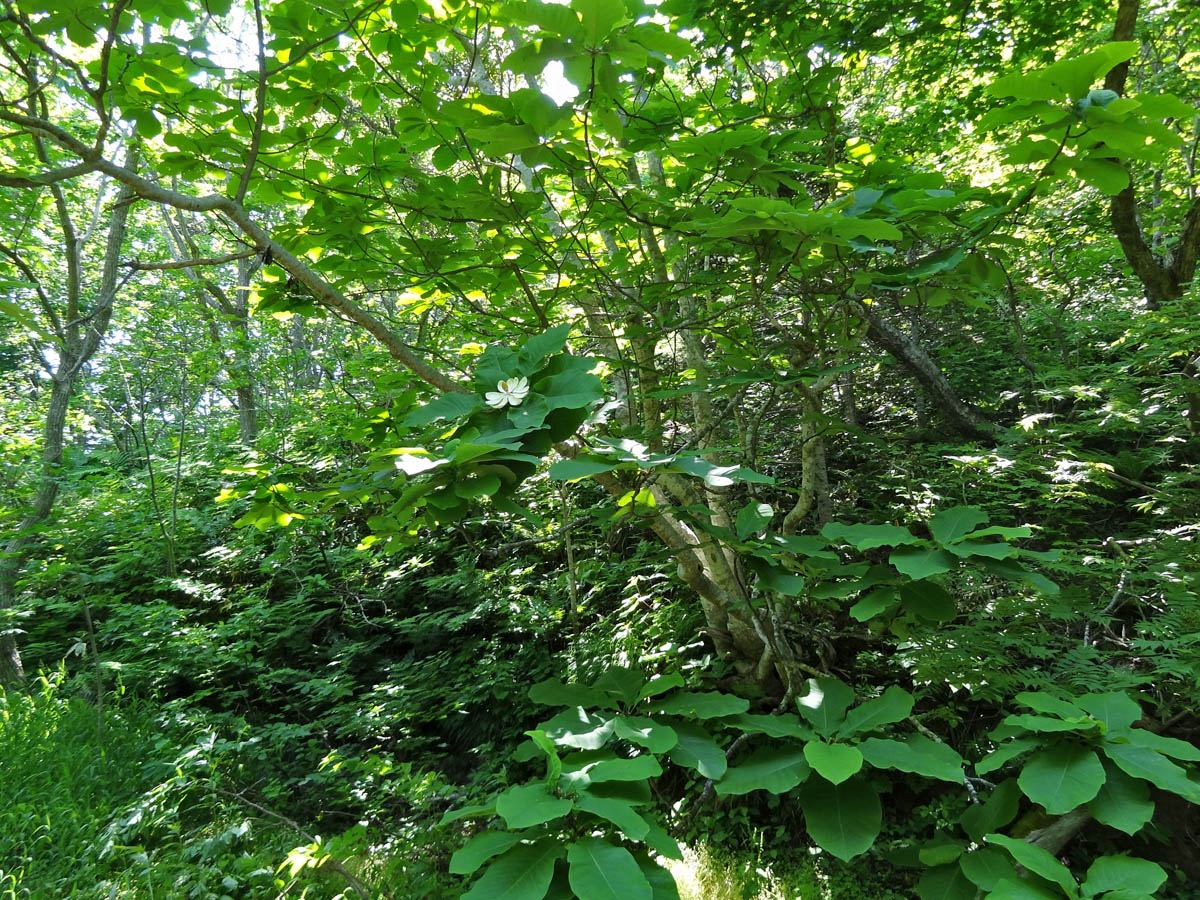 Image of Magnolia hypoleuca specimen.