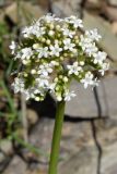 Valeriana ficariifolia. Соцветие. Узбекистан, Джизакская обл., Зааминский р-н, Туркестанский хр., Зааминский национальный парк. 21.04.2018.