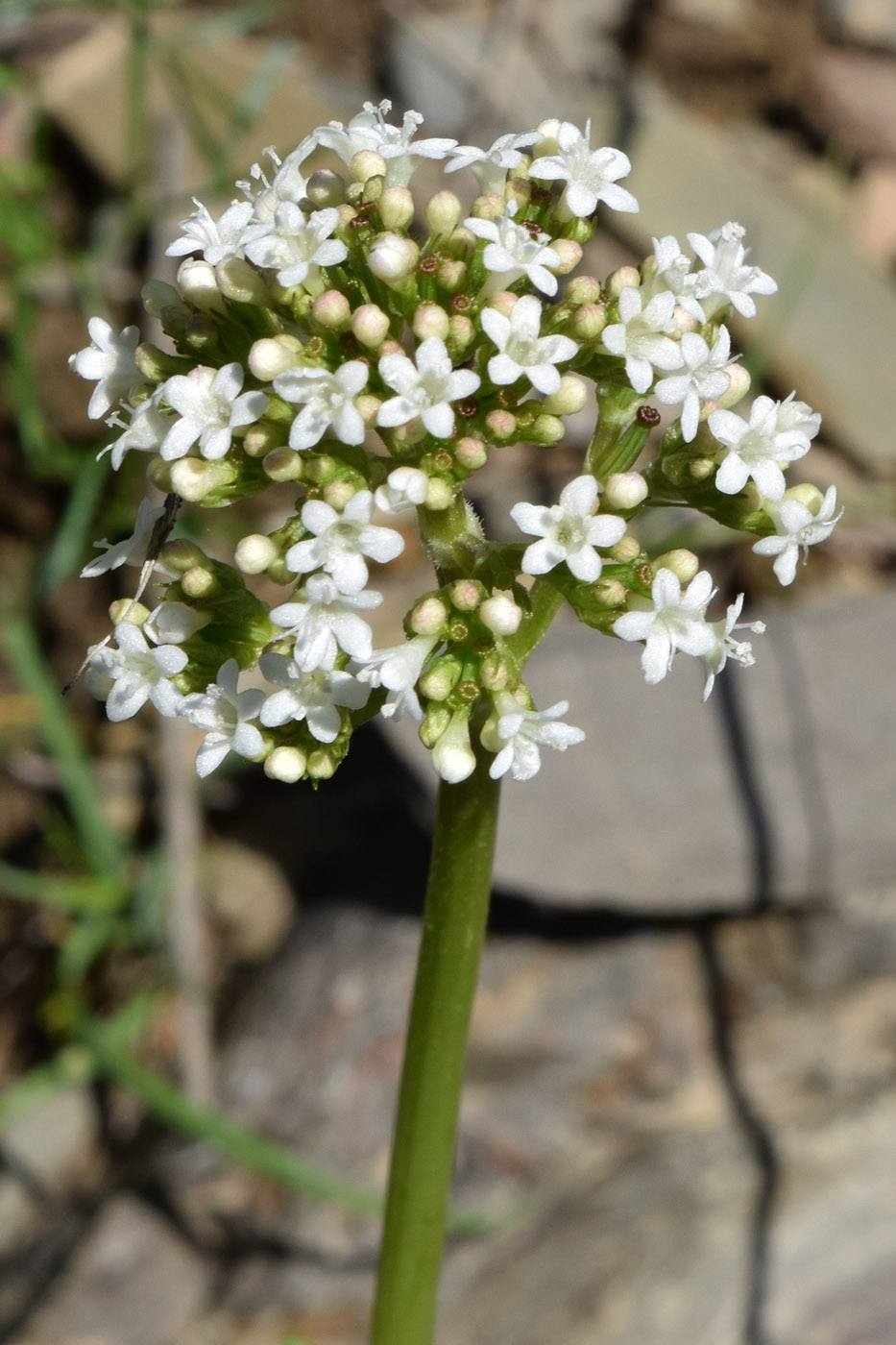 Изображение особи Valeriana ficariifolia.