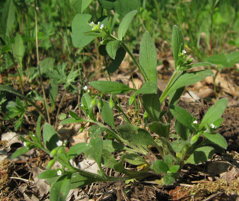 Image of Myosotis sparsiflora specimen.