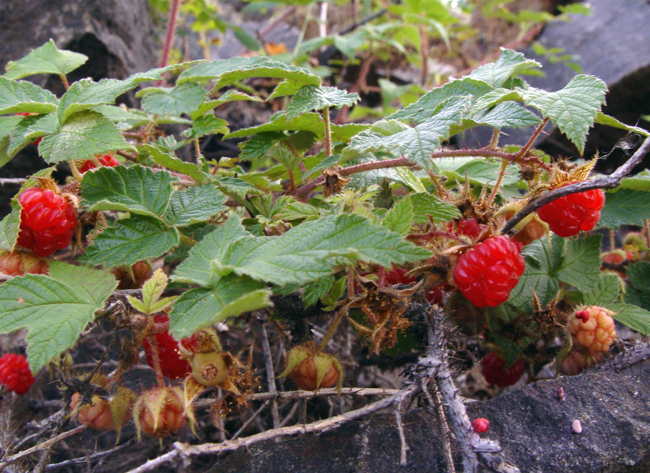 Image of Rubus matsumuranus specimen.