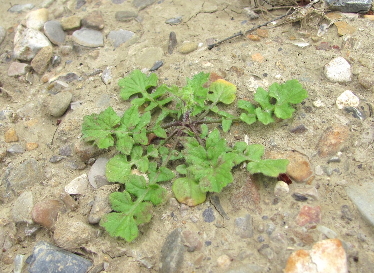 Изображение особи семейство Brassicaceae.