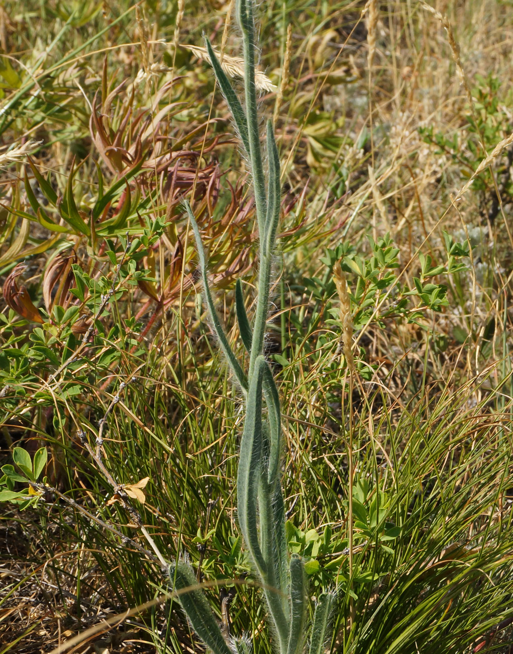 Image of Pilosella procera specimen.