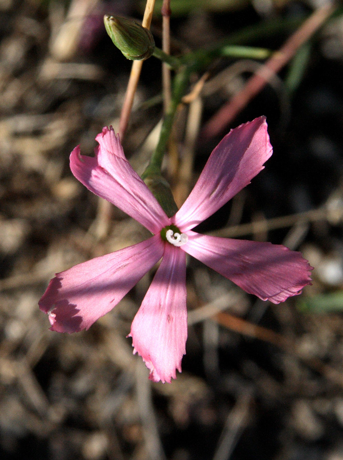 Изображение особи Dianthus uzbekistanicus.