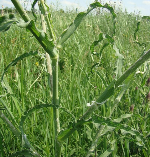 Изображение особи Tragopogon dasyrhynchus var. daghestanicus.