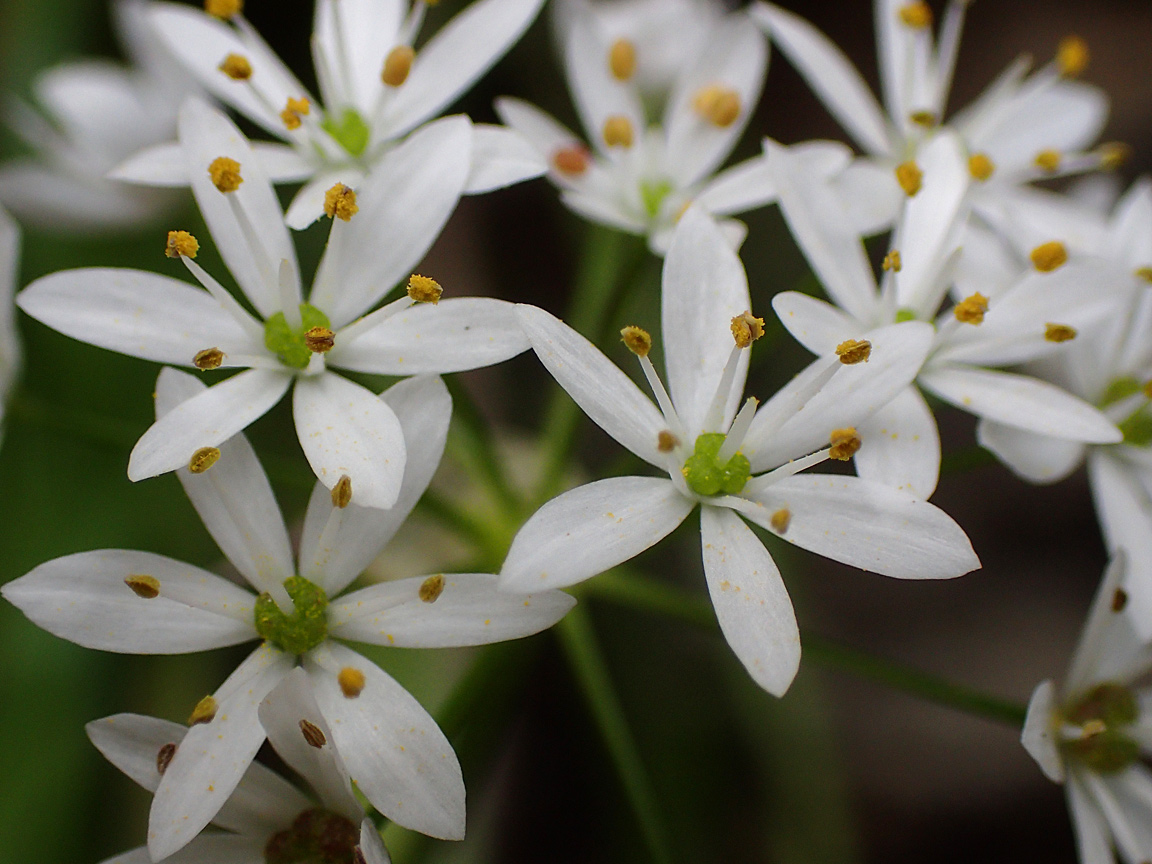 Image of Allium subhirsutum specimen.