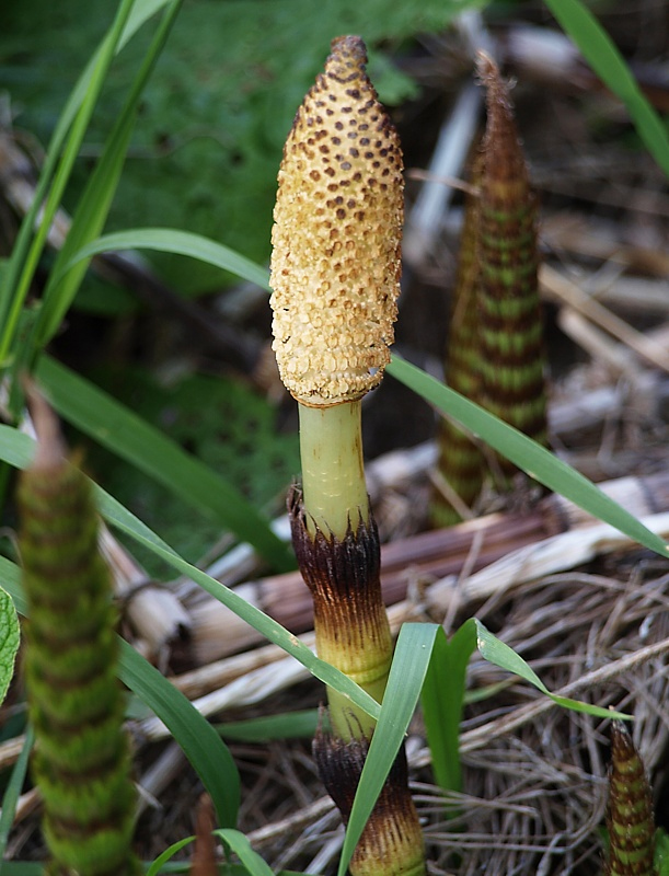 Image of Equisetum telmateia specimen.