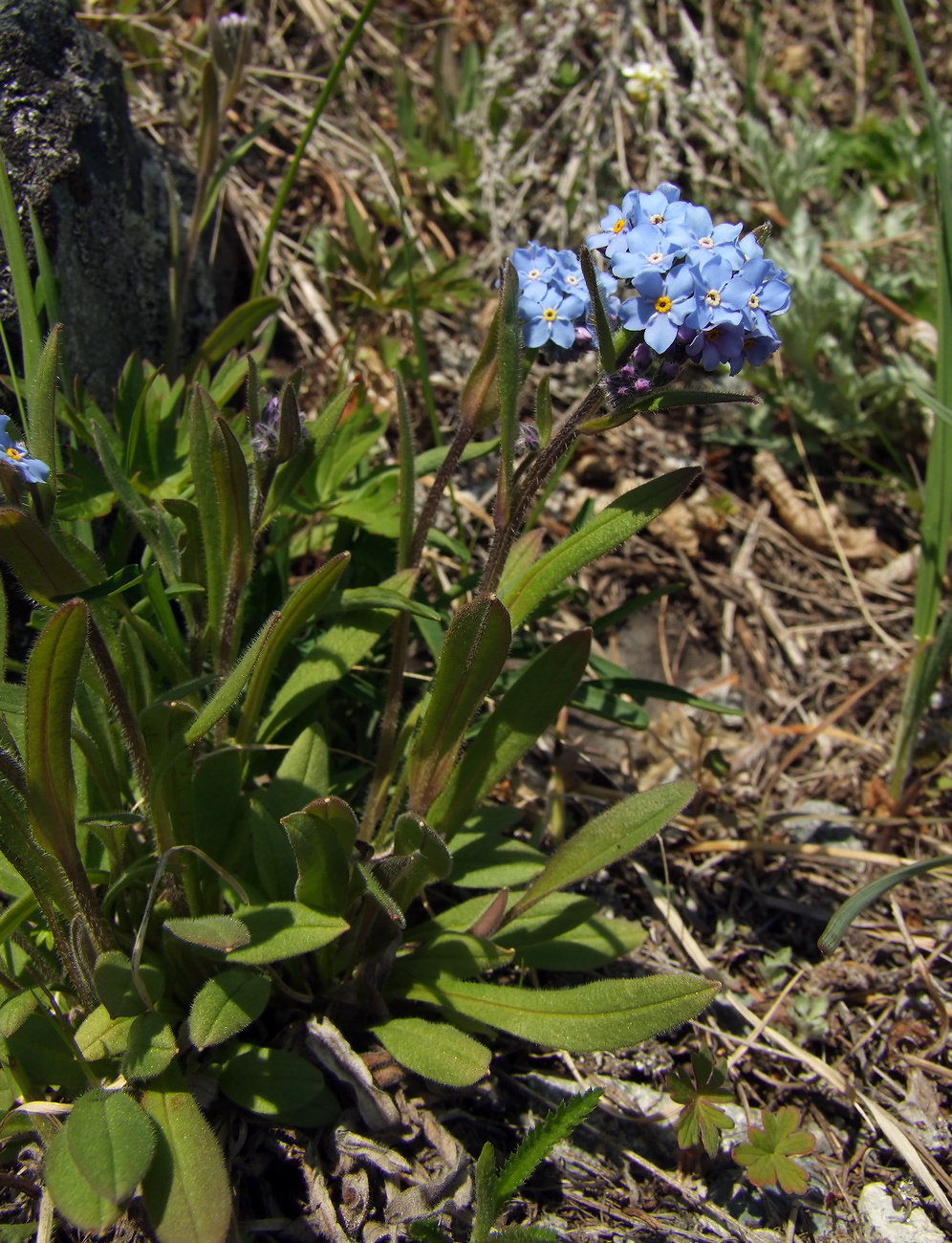 Изображение особи Myosotis asiatica.