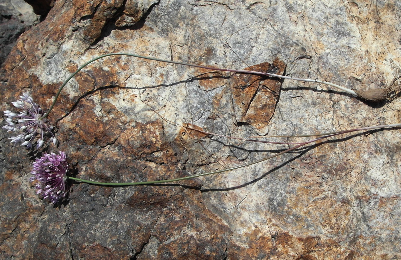 Image of Allium pallasii specimen.