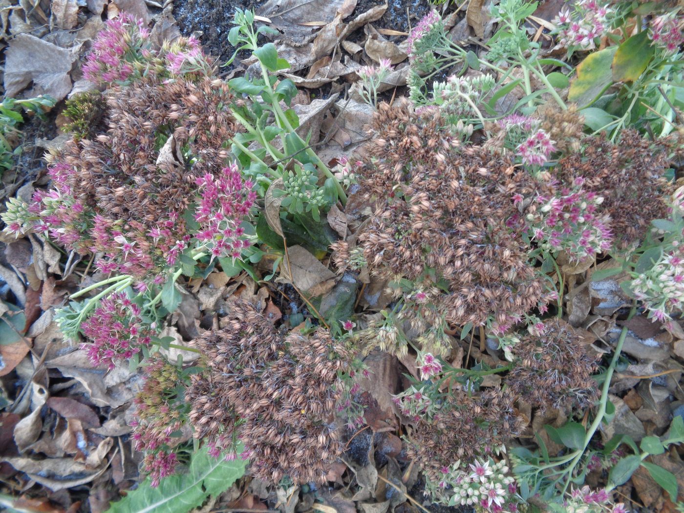 Image of Hylotelephium spectabile specimen.