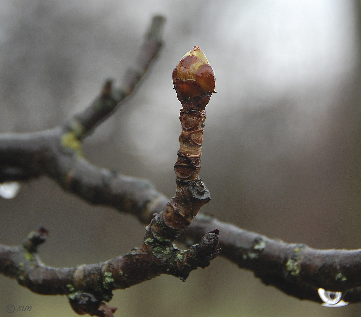 Изображение особи Aesculus hippocastanum.