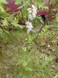 genus Campanula