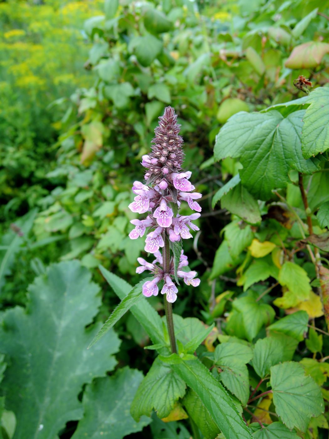 Изображение особи Stachys palustris.