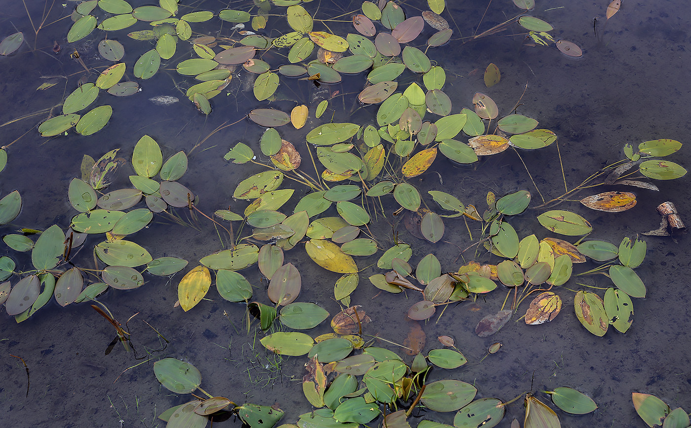 Image of Potamogeton natans specimen.