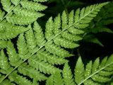 Смотреть изображение Dryopteris assimilis